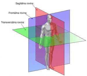 Anatomické roviny