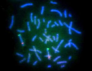 Chromozómové mutácie