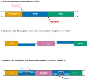 Schéma priebehu akvizície spacerov v systéme CRISPR