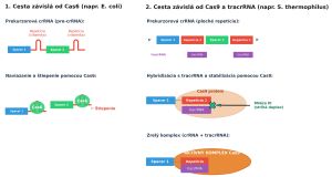 Biogenéza crRNA v dvoch typoch CRISPR systémoch