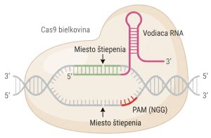 Mechanizmus štiepenia cieľovej DNA rekombinantným systémom CRISPR/Cas9 s vodiacou RNA (sgRNA)