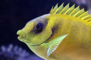 Dýchacia sústava živočíchov