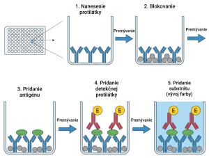Prehľad jednotlivých fáz analýzy ELISA (na príklade sendvičového usporiadania)