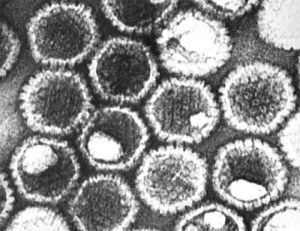 Štruktúra a organizácia genómu vírusov