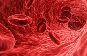 Obehová sústava živočíchov