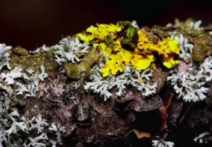 Medzidruhové vzťahy