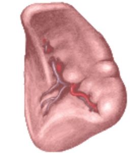 Miazgovo-cievna sústava