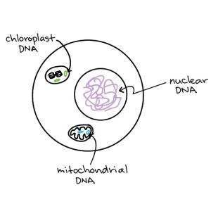 Mimojadrová dedičnosť