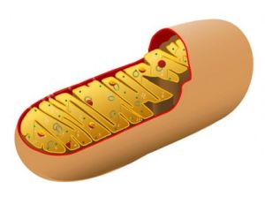 Mitochondrie - bunkové pľúca