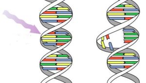 Mutácie, mutagény a oprava
