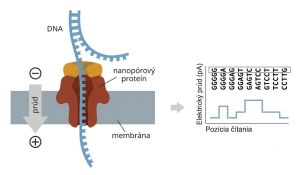 Zjednodušená schéma nanopórového sekvenovania