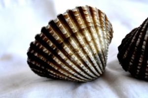 Oporná sústava živočíchov