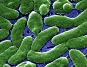 Patogénne baktérie