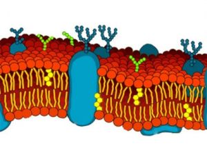 Biomembrány - medzi živým a neživým
