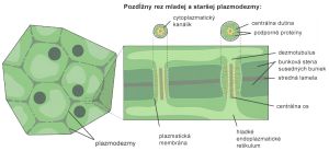 Schematické znázornenie plazmodezmy
