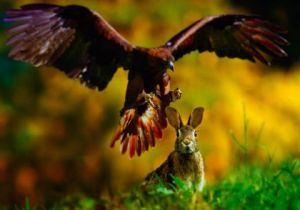 Potravné faktory prostredia