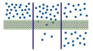 Príjem a výdaj látok