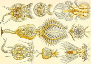 Štetinatoústky a atrochozoy