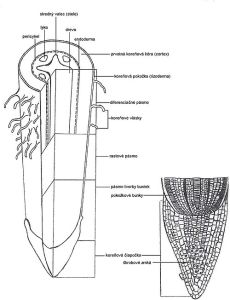 Rez koreňovou čiapočkou