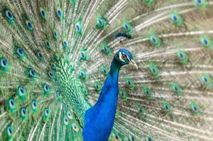 Rozmnožovanie živočíchov