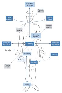 Anatomické smery a poloha