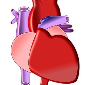 Srdcovo-cievna sústava