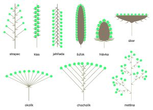 Schematické znázornenie vybraných strapcovitých súkvetí