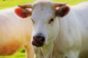 Tráviaca sústava živočíchov