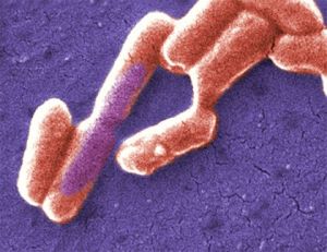 Užitočné baktérie