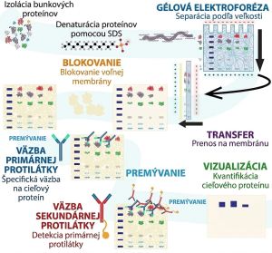 Postup a princíp imunodetekcie metódou western blot