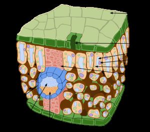 Anatómia bifaciálneho listu (1 - vrchná pokožka, 2 - palisádový parenchým, 3 - hubovitý parenchým, 4 - žila, 5 - drevo, 6 - lyko, 7 - kolenchým, 8 - chloroplasty, 9 - jadro, 10 - vakuola, 11 - prieduchy, 12 - kutikula)