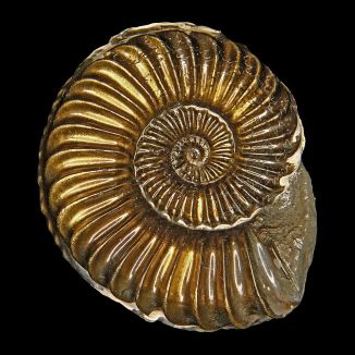 Skamelený zástupca amonitov