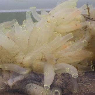 Ascídia Ciona intestinalis