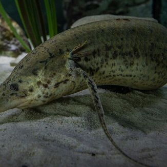 Bahník západoafrický