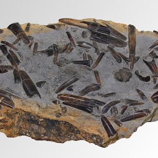 Skamenelé schránky belemnitov