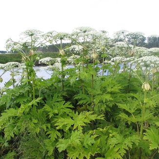 Boľševník obrovský