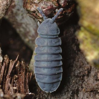 Chvostoskok obrovský