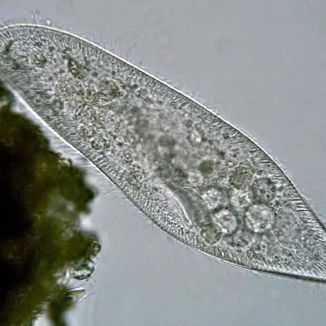 Črievička končistá