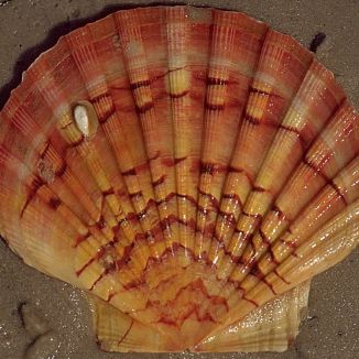 Hrebenatka jakubská