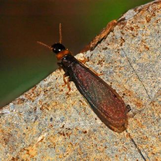 Kalotermes flavicollis