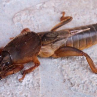 Krtonôžka obyčajná