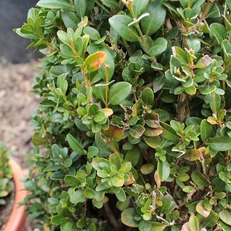 Krušpán vždyzelený