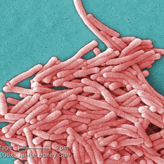 Legionella pneumophila