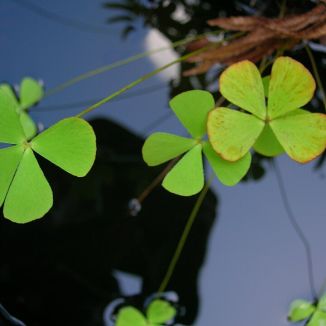 Marsilea