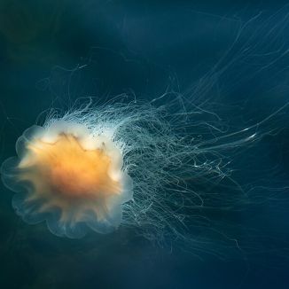 Medúza vlasatá