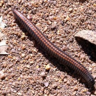 Mnohonôžka červenopása