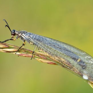Mravcolev čiernobruchý