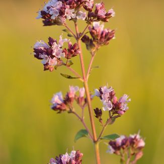 Pamajorán obyčajný