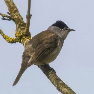 Penica čiernohlavá