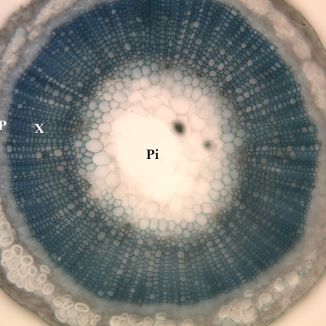 Priečny rez stonkou (Ep = pokožka, C = primárna kôra, BF = lykové vlákna, P = lyko, X = drevo, Pi = dreň stredného valca)